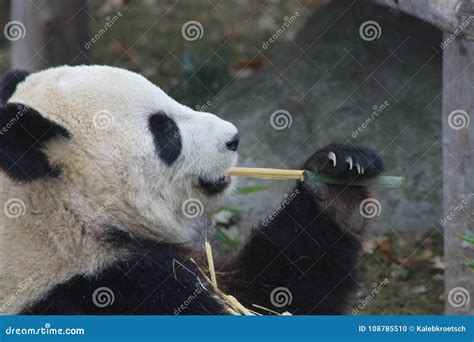 Panda Chewing Bamboo Which The The Primary Part Of Their Diet Stock
