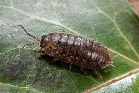 15 Fascinating Facts About Pill Bugs