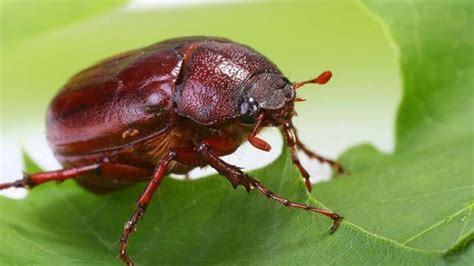Haziran böceği Açıklama Yaşam Döngüsü ve Gerçekler Bilim Ekim