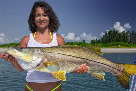 Snook Fishing In Florida Farquez