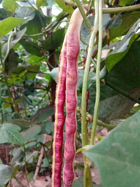 Jul 04, 2021 · baca juga: Resep kacang panjang merah dengan bumbu rempah yang lezat ...