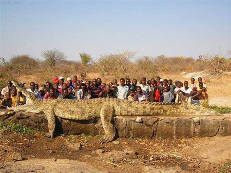A 20 Foot Crocodile Found In The Niger River In Mali Naijalog