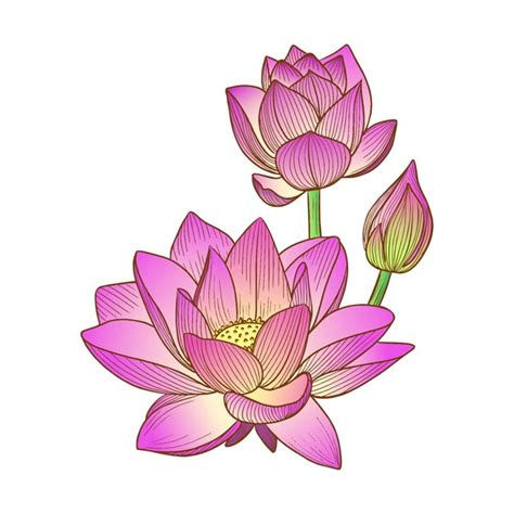 Premium Vector Vector Illustration Of A Pink Lotus Flower Or Water