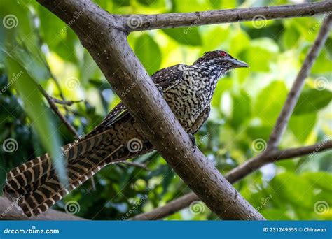 Female Asian Koel Beautiful Brown Bird Perching On The Tree Branch