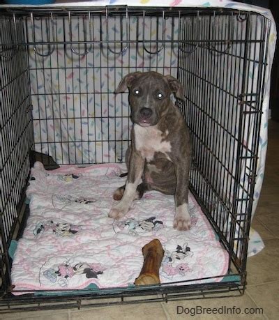 People often want to know … is it ok to leave food or water in my dog's crate? How to Crate Train your dog or puppy