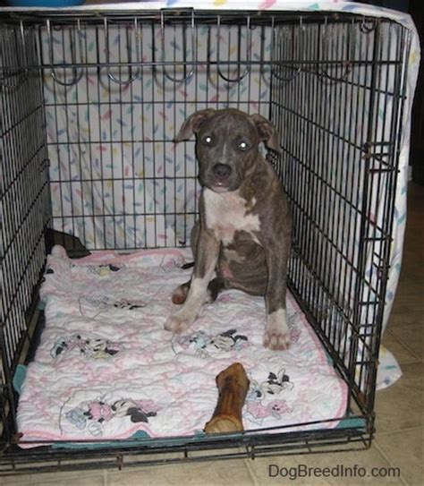 Crates should be large enough for a puppy to lie down and turn around in comfortably. How to Crate Train your dog or puppy