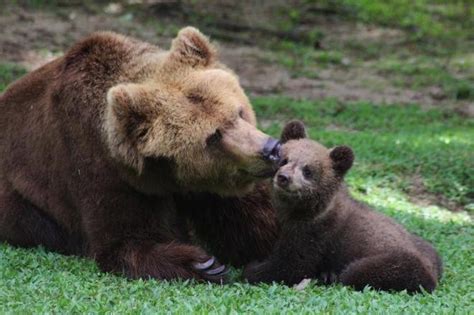 G1 Filhote de urso pardo é apresentado aos visitantes do Zoológico