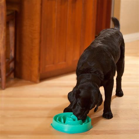 Labrador Life Span - How Long do Labs Live?