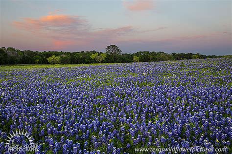 Pastel Eve Spring 2013 Texas Wildflowers Bluebonnets And Landscape