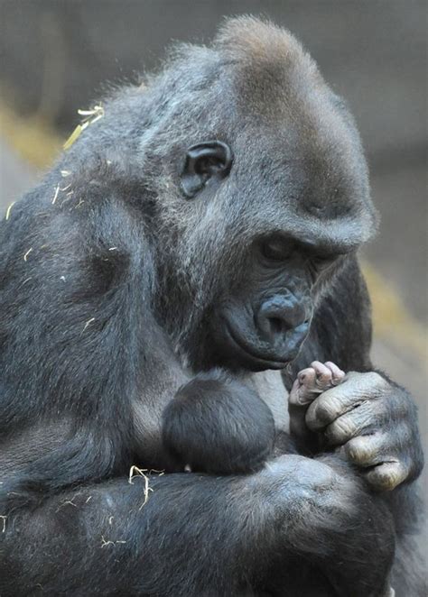 Asili The 21 Year Old Western Lowland Gorilla Carries Her As Yet