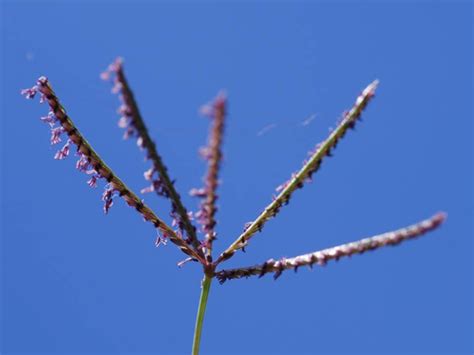 Rumput Grintingan Cynodon Dactylon Bermuda Grass Pfaf Plant Database