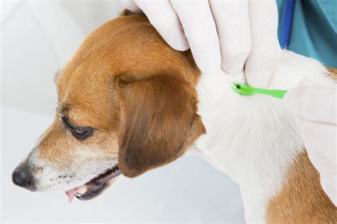 Ticks of concern in the united states include deer, brown dog, american dog, lone star, rocky mountain wood, gulf coast, and western. How To Treat A Tick Bite On Dog