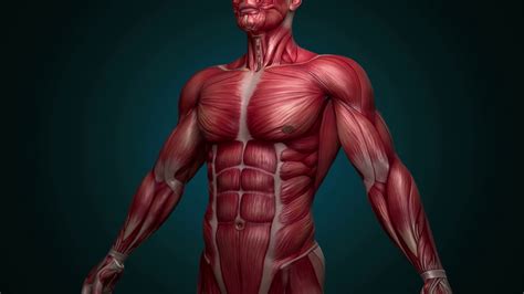 Sistema Muscular Cuantos Musculos Tiene El Cuerpo Humano Kulturaupice
