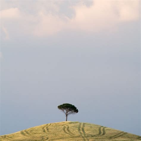 Lone Tree Chase Jarvis Photography