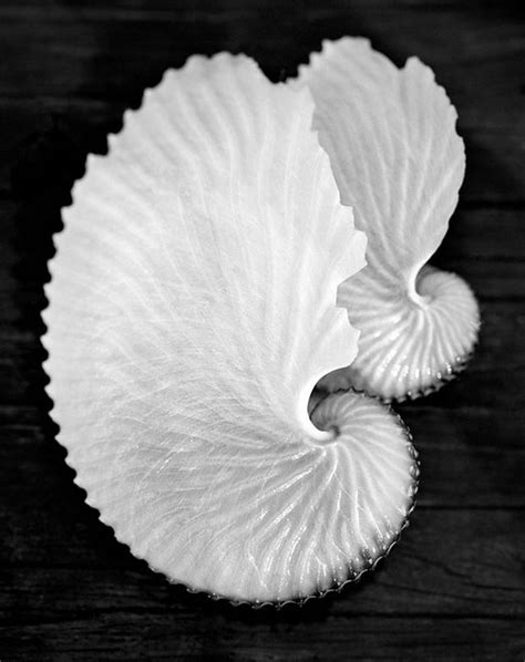 Paper Nautilus Paper Nautilus Unbearably Fragile And Temp Flickr