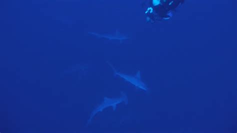 Scubadiver Schooling Hammerhead Sharks Stock Footage Video 100