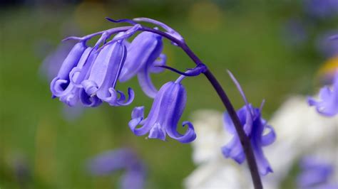 Blue Bell Flower Meaning Best Flower Site