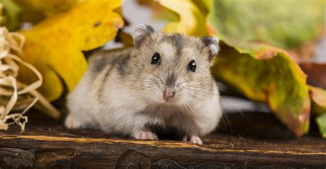 Russian Dwarf Hamster