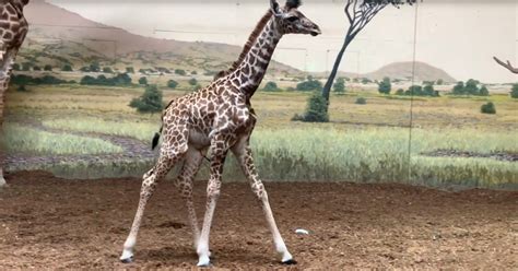Baby Giraffe Finds His Legs In Adorable Impossible To Ignore Footage