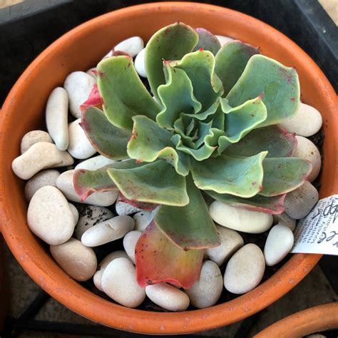 Echeveria Rainbow Sunset Echeveria Rainbow Sunset In Gardentags