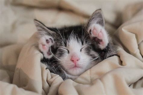 50 of the cutest photos of kittens sleeping reader s digest