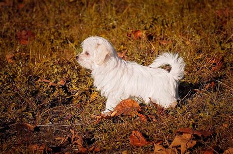 Maybe you would like to learn more about one of these? Maltese dog price-how much does a maltese cost?