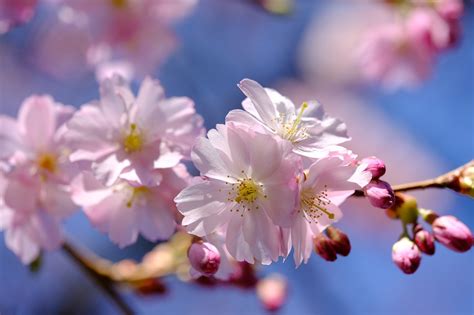 Sakura Flowers Cherry Blossoms Free Photo On Pixabay Pixabay