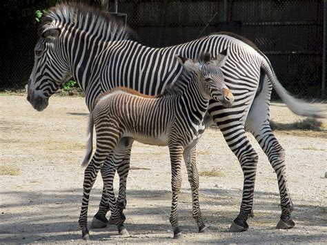 Mother And Baby Zebras Free Stock Photo Public Domain Pictures