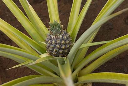 Growing Pineapple Close Fruit Pineapples Leaves Hawaii