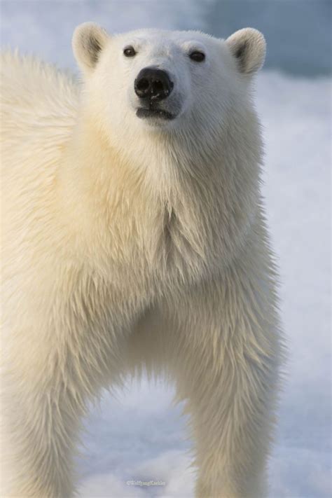 Close Up Of A Polar Bear — Photo Tours