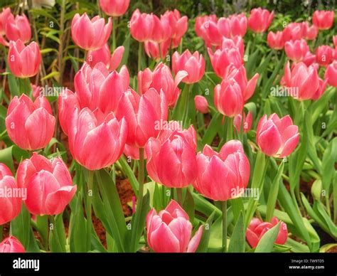 Cup Shaped Flowers High Resolution Stock Photography And Images Alamy
