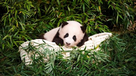 Buy Panda Panda For Sale Best 1 Exotic Shop Panda Online