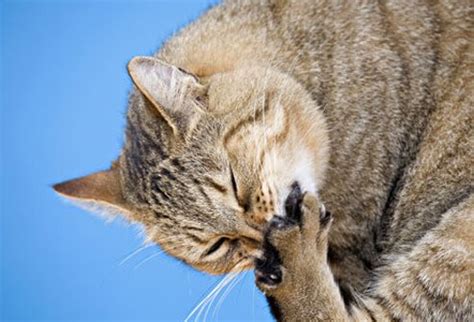 To start out, it is important to have some basic definitions for. Cat Health: Behavioral Problems in Cats