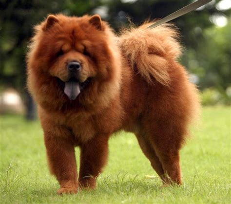 Chow Chow Sometimes Simply Chow Is A Dog Breed Originally From