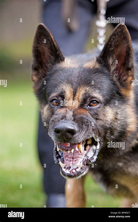 Are German Shepherds Aggressive Breeds