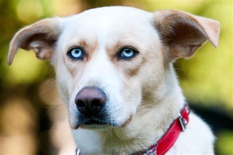 12 Dog Breeds With Blue Eyes That Are Stunning