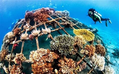 Jabatan taman laut malaysia (jtlm) hari ini menanam 8,300 terumbu karang di enam taman laut di perairan negara menerusi program restorasi karang sempena 10 tahun penubuhan jtlm dan sambutan hari laut sedunia 2017. Buleleng Jadi Tempat Restorasi Terumbu Karang Indonesia
