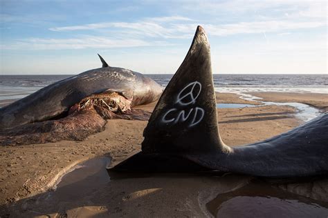 Sperm Whales Beached In Skegness Horrifying Photos Of The Mammals Washed Up On The Shore