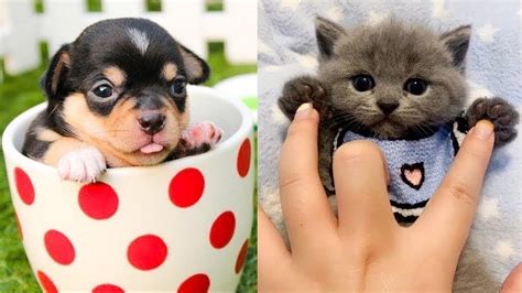 🔴 Baby Animals Funny Cats And Dogs Videos Compilation 2020 4 Cute