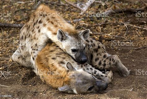 Hyenas Sleeping Stock Photo Download Image Now Africa Animal