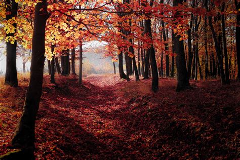 Autumn Woods Trees Fall Forest Wallpaper Hd Nature 4k Wallpapers