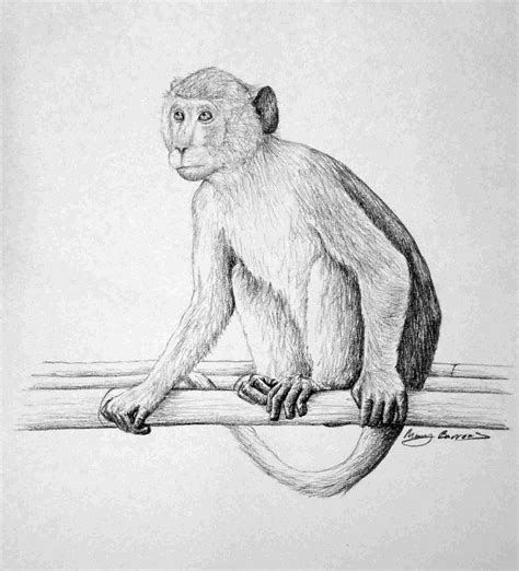 Monkey Pencil Drawing At Explore Collection Of
