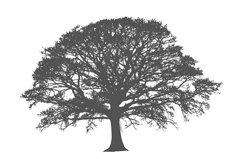 Tree Silhouette Png Pic Png All