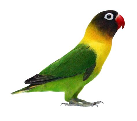 Seperti yang terlihat pada gambar di atas, lovebird dakocan memiliki 3 komponen warna, yaitu warna hitam pekat di bagian kepala dan. Terbaru 24+ Sketsa Lovebird