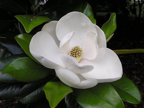 Southern Magnolia Flower Hd Wallpaper Pxfuel