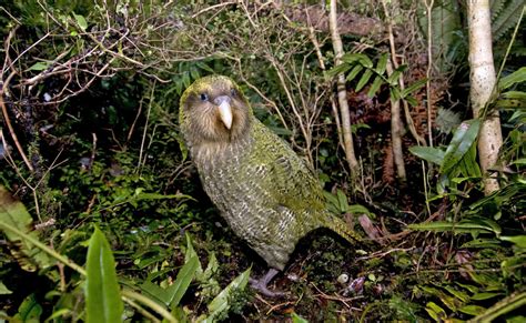 Scientists Want To Sequence The Genomes Of All Known Kakapo