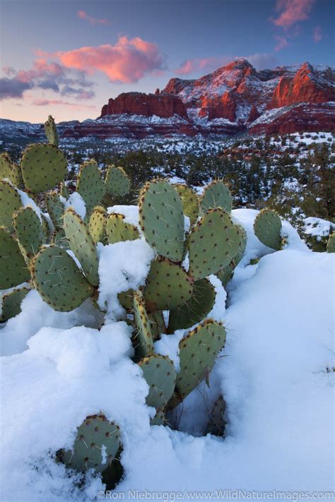 Winter Coconino National Forest Sedona Arizona Photos By Ron