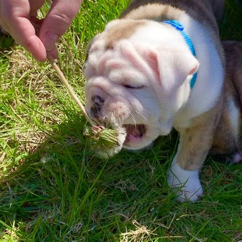Continent Old English Bulldog Puppy For Sale In