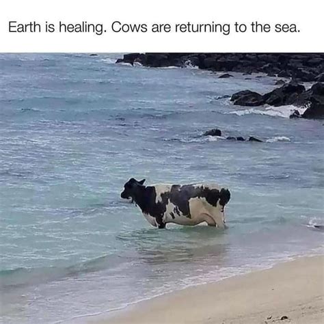 Earth Is Healing Cows Are Returning To The Sea Meme Shut Up And