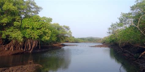 This River Town Is The Gateway To Bhitarkanika Wildlife Sanctuary Tripoto